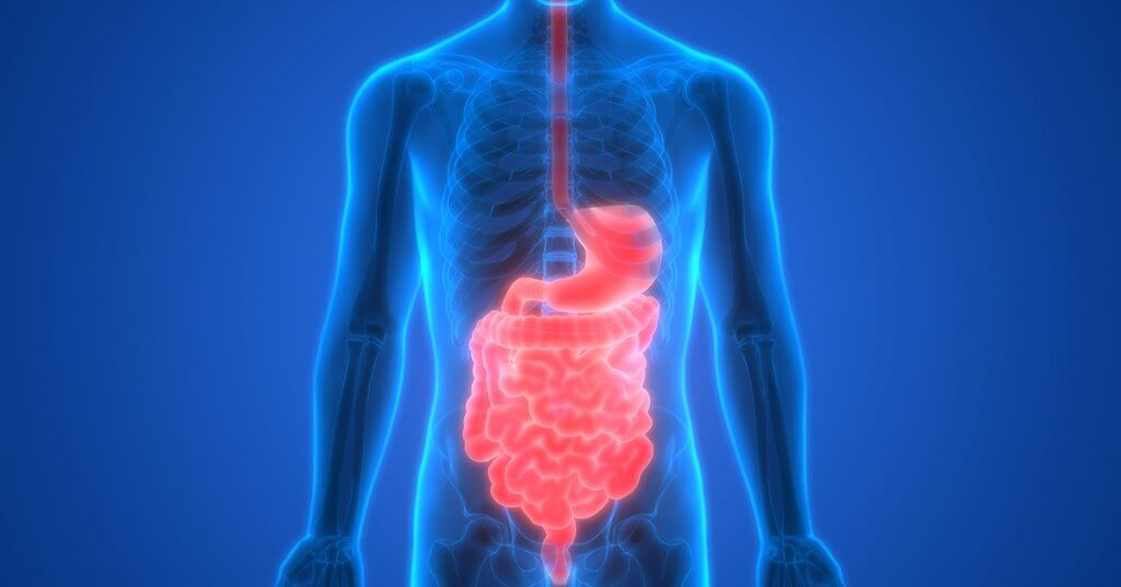 Human Digestive System Anatomy; blog: improve gut health