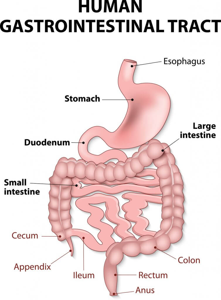 diagram of gi tract