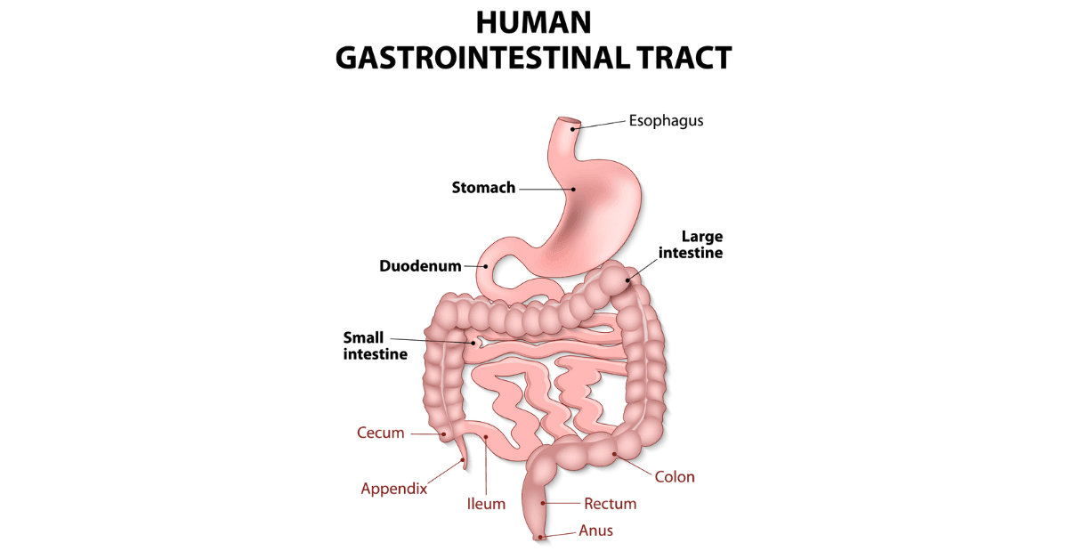 Gastrointestinal junior hotsell