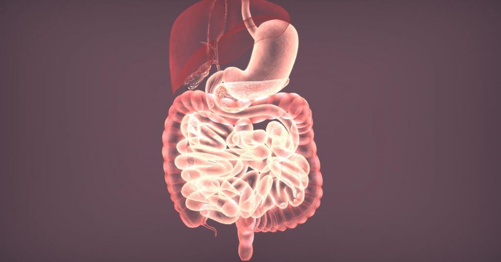 3d illustration of digestive system anatomy; blog: What Do the Different Parts of the Digestive System Do?