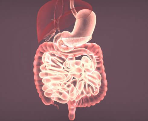3d illustration of digestive system anatomy; blog: What Do the Different Parts of the Digestive System Do?